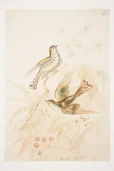 Cuckoo New Zealand